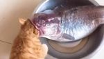 Begini Tingkah Kucing Oren yang Nyebelin Sekaligus Kocak
