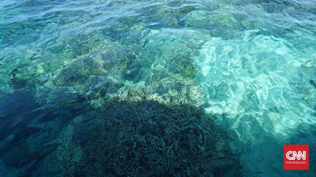 Bunaken dan Dampak Pemanasan Global yang Nyata