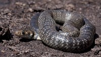Eastern Brown Snake (Pseudonaja textilis) adalah ular paling berbisa nomor 5 di dunia dari Australia dan Papua Nugini. Ukuran dewasa ular ini mencapai 2 m (iStock)