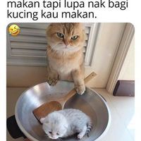Begini Tingkah Kucing Oren Yang Nyebelin Sekaligus Kocak Foto 10
