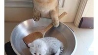 Lengkap dengan wajan dan spatula, kucing oren udah siap masak nih. Bahan masaknya temannya sendiri. Foto: Istimewa