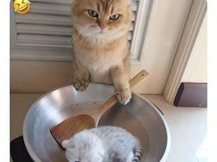 Begini Tingkah Kucing Oren yang Nyebelin Sekaligus Kocak