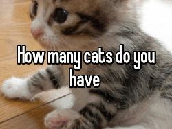 Miaw! Meme Kocak Rayakan Hari Kucing Sedunia