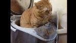 Begini Tingkah Kucing Oren yang Nyebelin Sekaligus Kocak