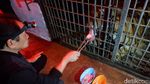 Foto: Gelap-gelapan di Kebun Binatang Serulingmas Banjarnegara