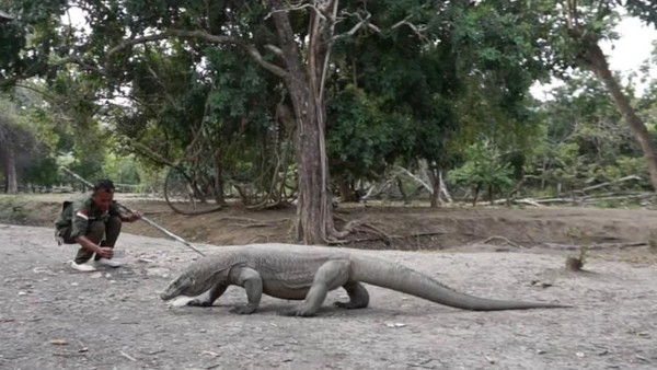 Komodo adalah spesies kadal terbesar yang masih berkeliaran di Bumi. Komodo, yang bisa mencapai lebih dari 3 meter dan berat 136 kilogram. Naga ini hanya dapat dilihat di Taman Nasional Komodo, di Pulau Komodo, Rinca, Padar, dan beberapa pulau kecil lainnya (Foto: Ade Lesmana/dTraveler)