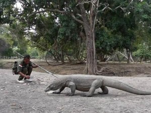 KLHK Dorong Penetapan Kuota di TN Komodo Pakai Sistem Digital