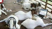 Kambing-kambing yang sedang bersantai di dalam kandang ini, diedit seakan-akan sedang main laptop sambil nunggu giliran disembelih. Foto: Istimewa