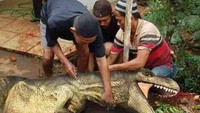 Diedit jadi t-rex, foto ini terlihat ingin memotong t-rex sungguhan ya? Foto: Istimewa