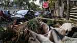 Duh! Trotoar Sunter Dijajah Hewan Kurban Jelang Idul Adha