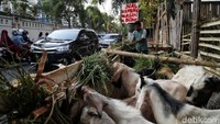 Keberadaan hewan-hewan kurban yang dijajakan di atas trotoar tersebut membuat para pejalan kaki melintasi kawasan tersebut dengan berjalan di pinggir jalan karena tempat yang telah dibangun untuk mereka melintas digunakan untuk berjualan.