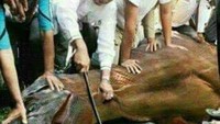 Lain halnya dengan editan ini yang menggantinya dengan dinosaurus. Suasanya persis seperti asli. Foto: Istimewa
