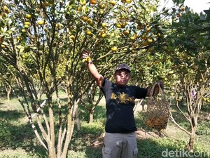 Menyiasati Harga Anjlok, Petani Buka Wisata Petik Jeruk di Garut