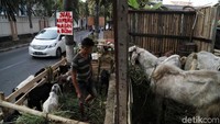 Selain dapat membahayakan pengguna jalan, berjualan hewan kurban di trotoar ini pun membuat kawasan tersebut terlihat kumuh.