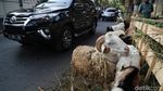 Duh! Trotoar Sunter Dijajah Hewan Kurban Jelang Idul Adha