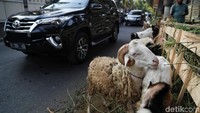Hewan-hewan kurban yang dijual di trotoar itu pun tak hanya dimasukkan ke dalam kandang, ada pula hewan kurban yang diikat sekadar langsung di pinggir jalan.