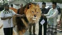 Hewan yang terkenal akan kegarangannya ini juga jadi bahan editan netizen yang iseng. Foto: Istimewa