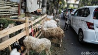 Hal seperti ini pun sesungguhnya kerapkali terjadi menjelang Idul Adha. Kurangnya sosialisai mengenai larangan berjualan di atas trotoar dan minimnya pengawasan membuat sejumlah pedagang nekat untuk membuka lapak di trotoar tersebut.