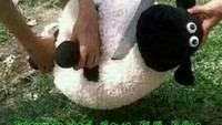 Bikin ngakak, ini bukan editan. Tapi hewan kurban diganti dengan boneka domba shaun the sheep. Foto: Istimewa