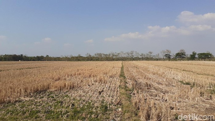 Lahan pertanian di Sragen, Jumat (9/8/2019).