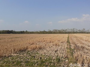 Akademisi Minta Pengalih Fungsi Lahan Ditindak Tegas