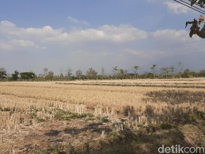 Kekeringan, 13 Ribu Hektare Lahan Pertanian di Sragen Nganggur