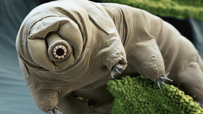 Tardigrade: Inilah bentuk beruang air yang terdampar di bulan dan tetap selamat