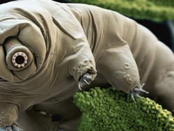 Ilmuwan Akhirnya Temukan Kelemahan Hewan Terkuat di Bumi