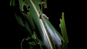 Petani di China Banting Tulang Berantas Hama Ulat Grayak