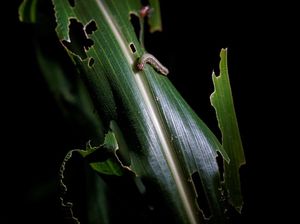 Petani di China Banting Tulang Berantas Hama Ulat Grayak
