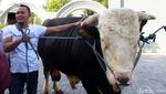 Jokowi Sumbang 2 Sapi Kurban di Yogyakarta