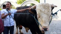 Sedangkan satu ekor sapi lainnya berjeni PO dengan berat 1.037 kg. Harga sapi tersebut ditaksi senilai Rp 55 juta.