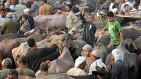 Warga Mesir berkumpul di pasar tersebut untuk membeli sejumlah hewan kurban. REUTERS/Mohamed Abd El Ghany.