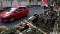 Peraturan tersebut menyusun tugas-tugas SKPD dalam memonitor keberlangsungan pelaksanaan kurban.
