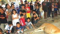 Saat hewan kurban disembelih, tentunya banyak ditonton oleh warga sekitar terlebih oleh anak-anak kecil yang penasaran dengan proses pemotongan hewan. Foto: Istimewa