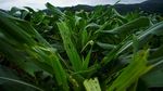 Petani di China Banting Tulang Berantas Hama Ulat Grayak