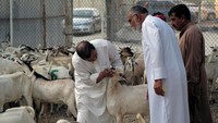 Di kawasan Manama, Bahrain, hewan-hewan kurban yang dijual diperiksa terlebih dahulu sebelum dibeli. REUTERS/Hamad I Mohammed