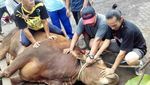 Ini Keseruan Potong Daging Saat Idul Adha