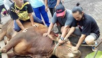 Sebelum hewan kurban dipotong, para panitia kurban beramai-ramai untuk menaklukan hewan agar tidak berontak saat di potong. Foto: Istimewa