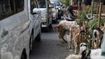 Duh! Trotoar Sunter Dijajah Hewan Kurban Jelang Idul Adha