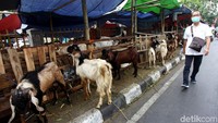 Begini penampakan lapak hewan kurban yang memenuhi trotoar di kawasan Tanah Abang, Jakarta, Jumat (9/8/2019).