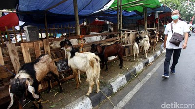 Terbentur Ingub, Pedagang Hewan Kurban Tetap Gelar Lapak di Trotoar