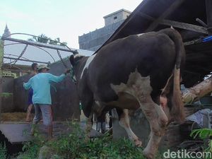 Sapi Kurban Raksasa Milik Jokowi Tarik Perhatian Warga Polewali