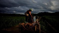 Sementara, hama belum mencapai provinsi timur laut termasuk Heilongjiang.