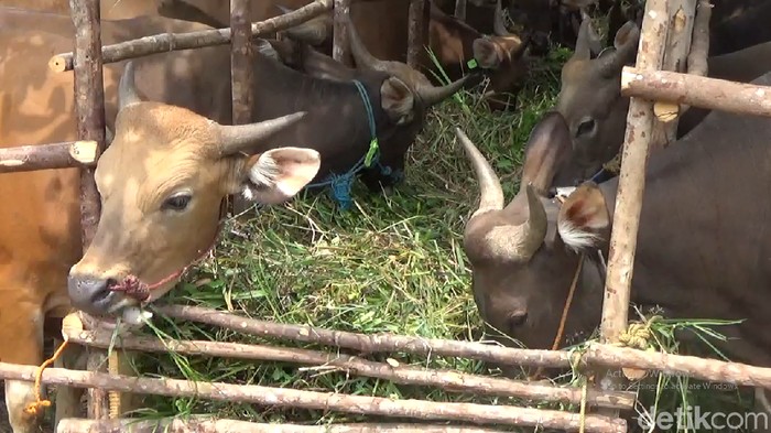 Daging dari Sapi yang Minum Jamu, Aman Nggak Dikonsumsi Manusia?