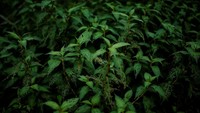 Belum reda soal perjuangan melawan kekeringan parah tahun ini. Para petani di China harus banting tulang dengan ancaman baru yakni hama ulat grayak.