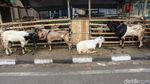 Terbentur Ingub, Pedagang Hewan Kurban Tetap Gelar Lapak di Trotoar