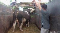 Sapi Kurban Raksasa Milik Jokowi Tarik Perhatian Warga Polewali 