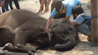 Sekarang giliran gajah yang diedit fotonya. Gajahnya sedang tertidur mirip seperti hewan yang akan dikurban. Tapi ini hanya editan. Foto: Istimewa