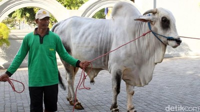 Jokowi Sumbang 2 Sapi Kurban di Yogyakarta